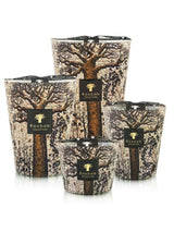 Candles Baobab Sacred Trees Limited Edition Candle Max 10 Max 10 Apoella